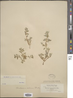 Chenopodium glaucum var. salinum image