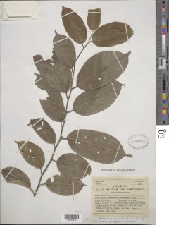 Strombosia pustulata image