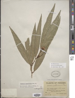 Heisteria macrophylla image