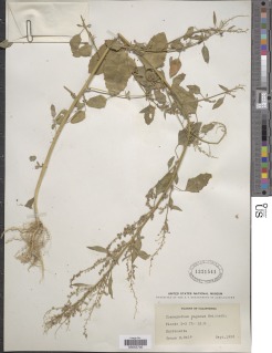 Image of Chenopodium paganum