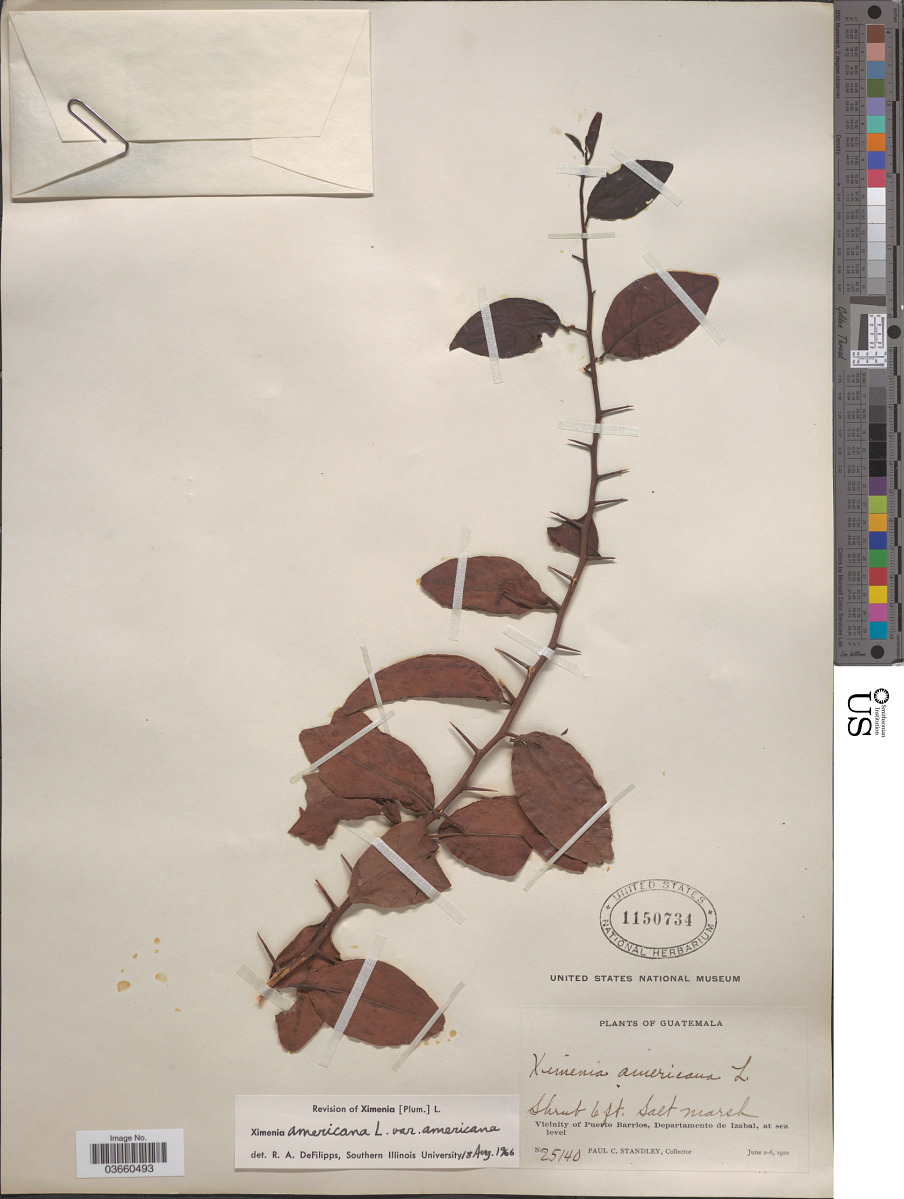 Ximeniaceae image