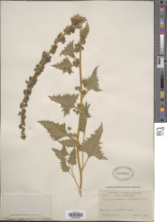 Chenopodium californicum image
