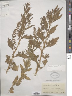 Image of Chenopodium ambrosioides
