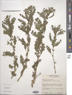 Chenopodium procerum image