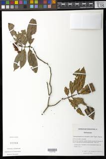 Campylospermum sulcatum image