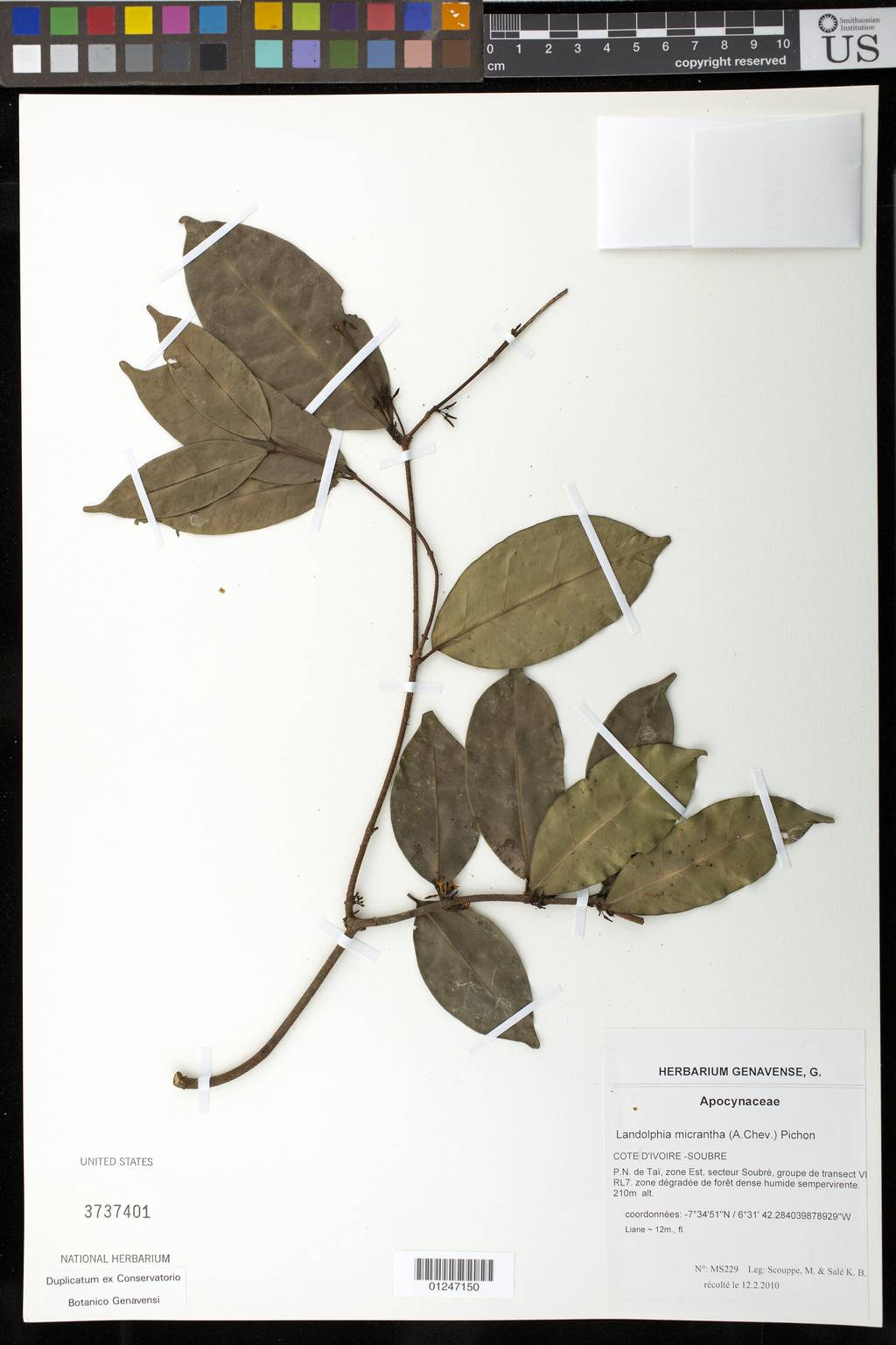 Landolphia micrantha image
