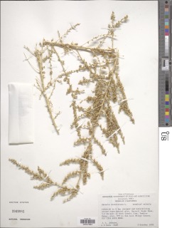 Salsola vermiculata image