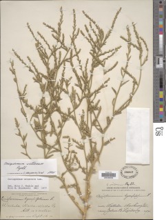 Image of Corispermum villosum