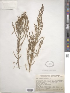 Salicornia pacifica image