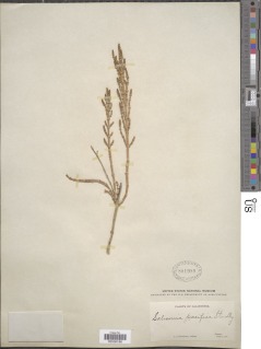 Salicornia pacifica image