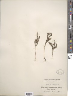 Image of Salicornia mucronata