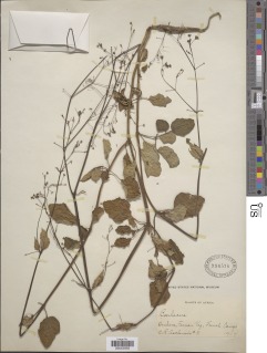 Image of Boerhavia paniculata