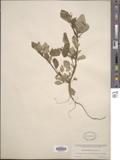 Image of Boerhavia erecta