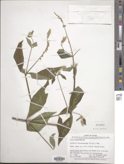 Cyathula achyranthoides image