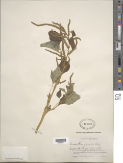 Amaranthus gracilis image