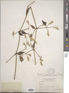Hebanthe grandiflora var. hookeriana image