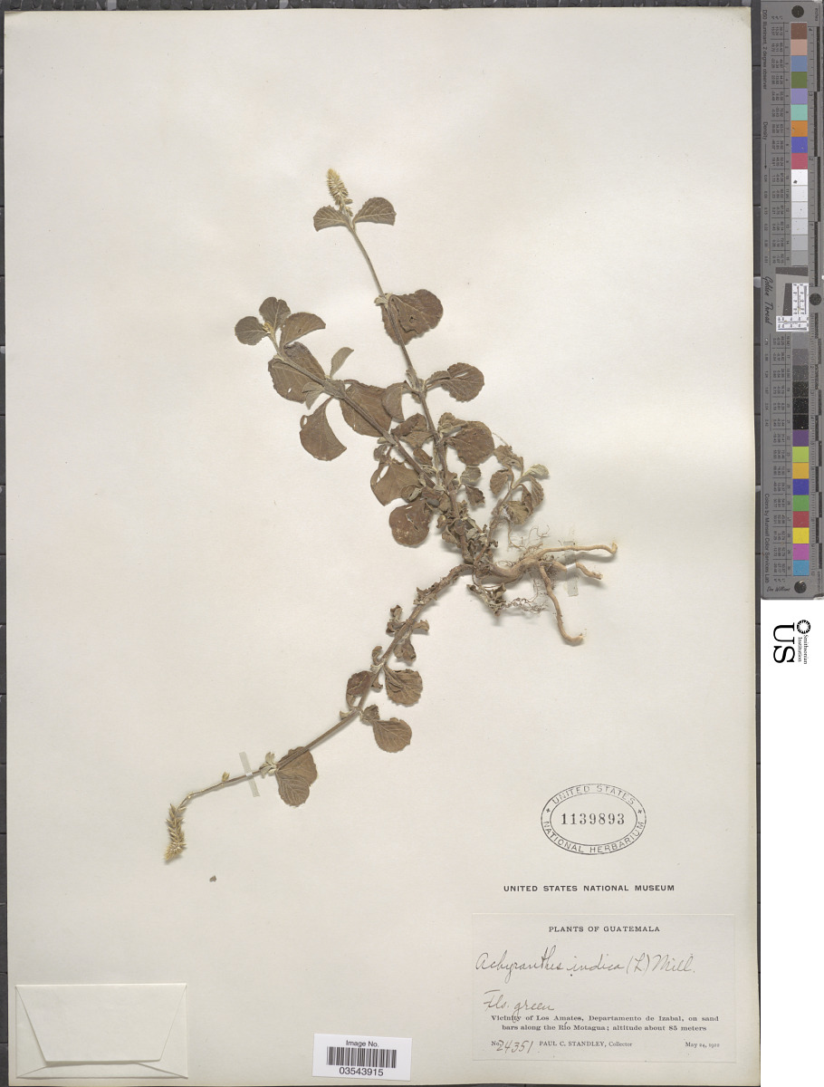 Achyranthes aspera var. indica image