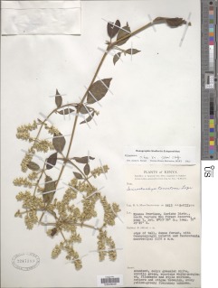 Image of Sericostachys scandens