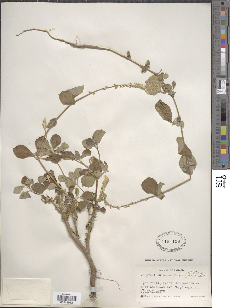 Achyranthes indica image