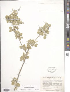 Image of Iresine alternifolia
