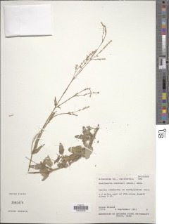 Boerhavia coulteri var. coulteri image