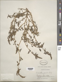 Image of Amaranthus gracilis