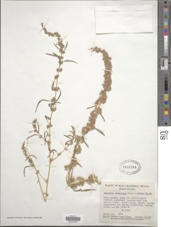 Image of Amaranthus fimbriatus