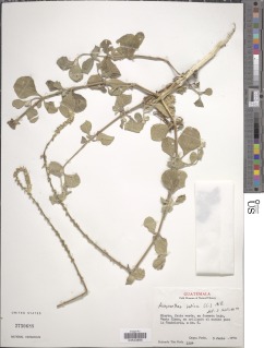Achyranthes aspera var. indica image