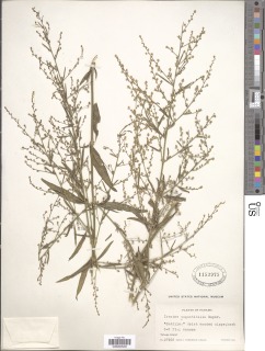 Image of Iresine angustifolia