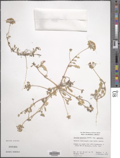 Abronia gracilis image