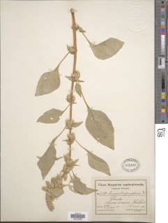 Image of Amaranthus gangeticus