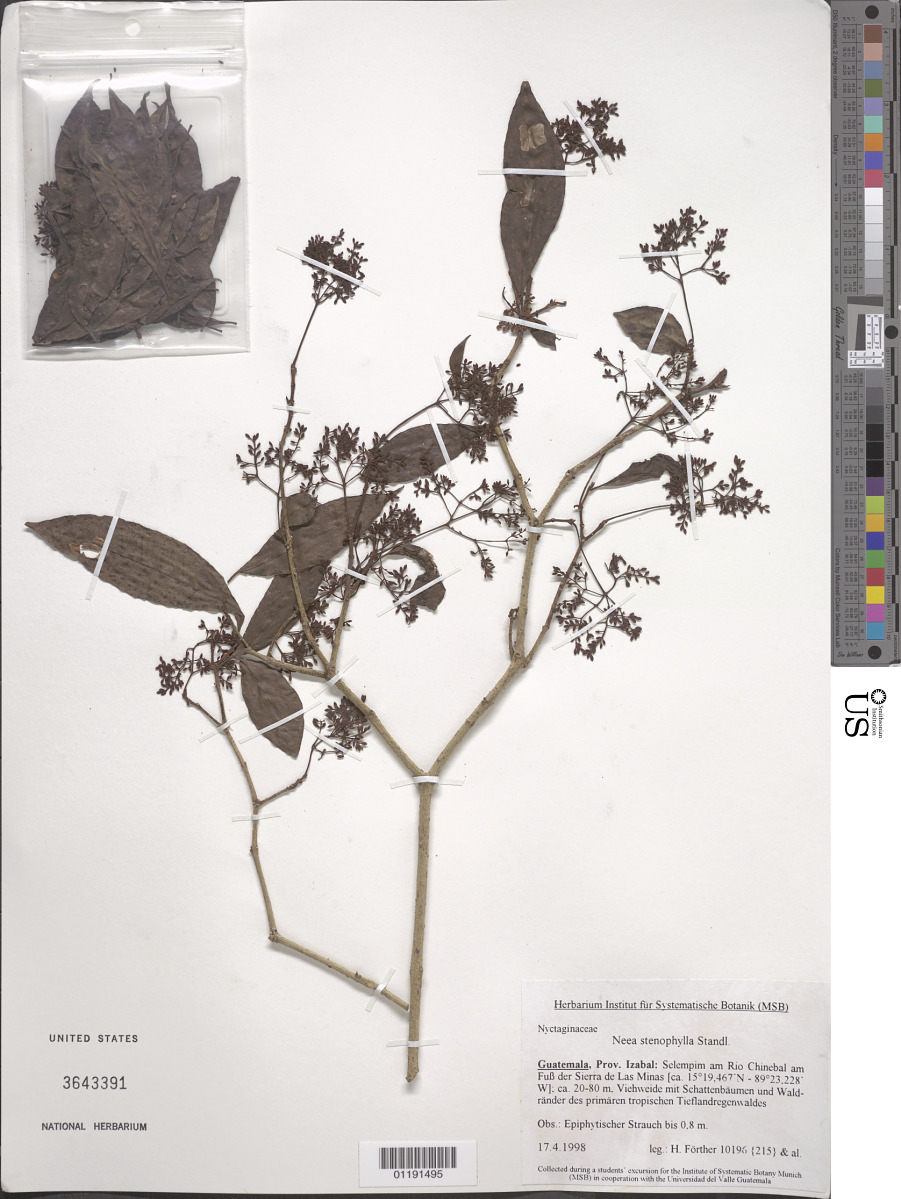 Neea stenophylla image