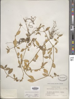 Image of Alternanthera halimifolia
