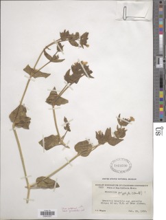 Image of Hesperonia polyphylla