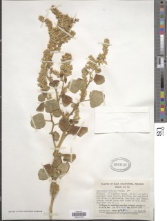 Image of Amaranthus watsonii