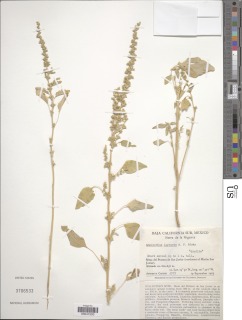 Image of Amaranthus lepturus