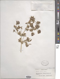Abronia gracilis image