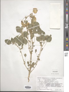 Amaranthus watsonii image