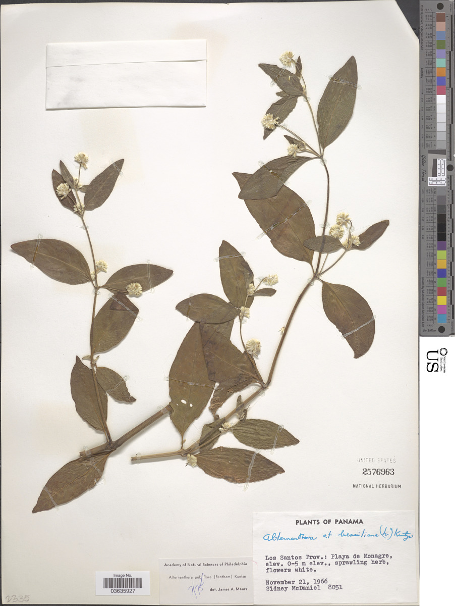 Alternanthera pubiflora image