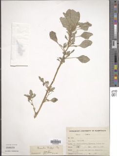 Image of Amaranthus thunbergii