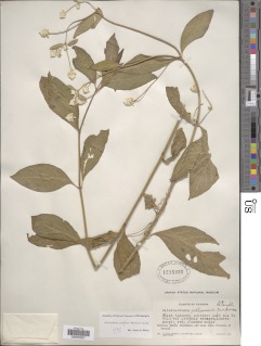 Alternanthera pubiflora image