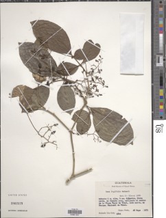 Image of Neea fagifolia