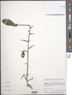 Achatocarpus nigricans image