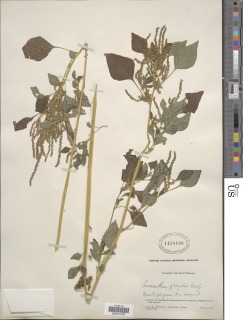 Amaranthus gracilis image