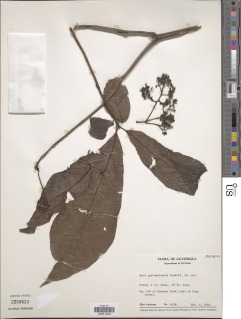 Image of Neea acuminatissima
