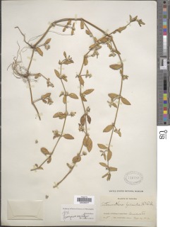 Alternanthera halimifolia image