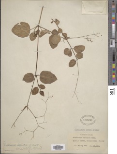 Image of Boerhavia diffusa