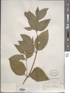 Image of Alternanthera pubiflora