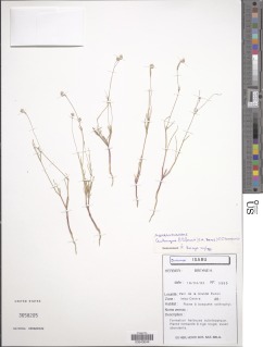 Image of Centemopsis filiformis