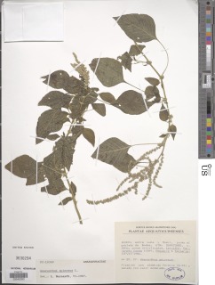 Image of Amaranthus spinosus